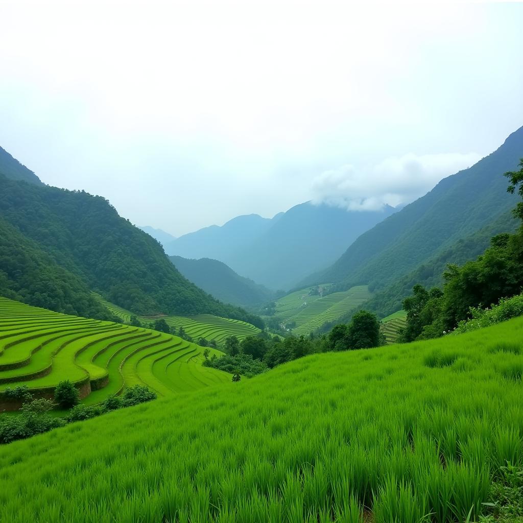 Cao Nguyên Sìn Hồ